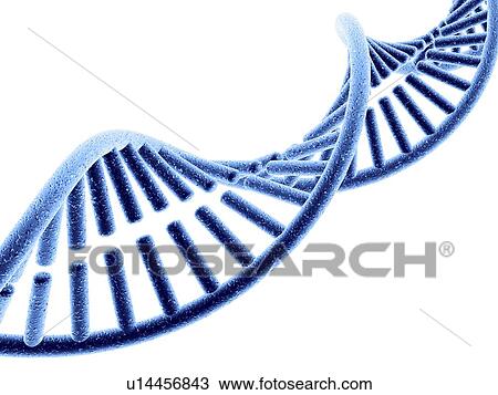 Stock Image - DNA molecule, computer artwork. Fotosearch