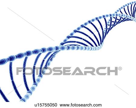 DNA molecule, computer artwork View Large Photo Image Stock Image - DNA molecule, computer artwork. Fotosearch