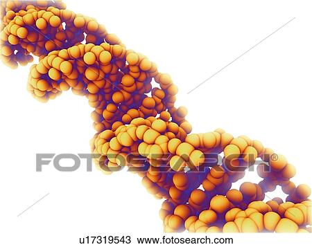 DNA molecule, computer artwork View Large Photo Image Stock Image - DNA molecule, computer artwork. Fotosearch