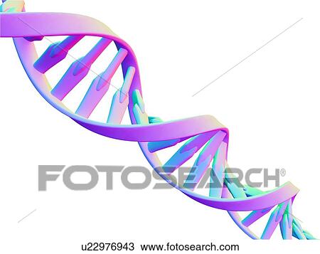 DNA molecule, computer artwork View Large Photo Image Stock Image - DNA molecule, computer artwork. Fotosearch