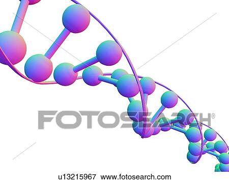 Stock Photo - DNA molecule, computer artwork. Fotosearch