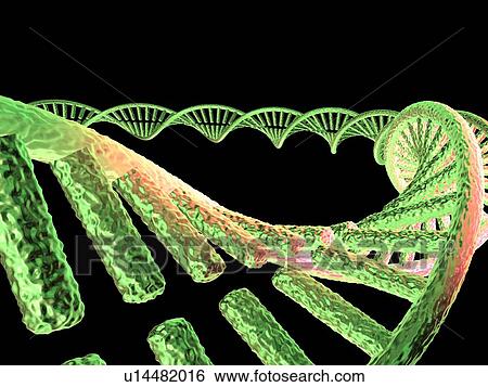 DNA molecule, computer artwork View Large Photo Image Stock Photograph - DNA molecule, computer artwork. Fotosearch
