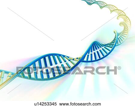 DNA molecule, computer artwork View Large Photo Image Stock Photography - DNA molecule, computer artwork. Fotosearch
