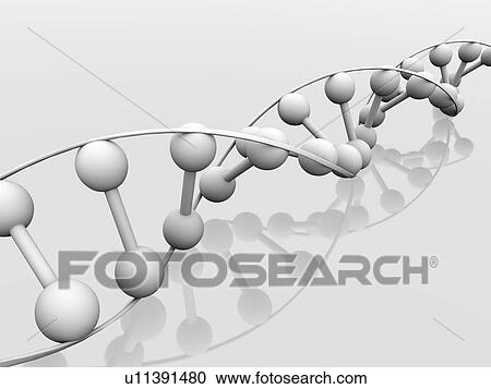 Stock Image - DNA molecule, conceptual artwork. Fotosearch