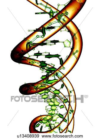 DNA molecule, conceptual artwork View Large Photo Image Stock Photo - DNA molecule, conceptual artwork. Fotosearch