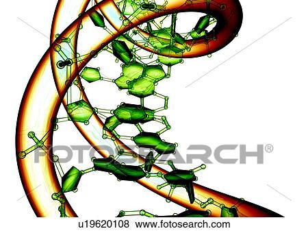DNA molecule, conceptual artwork View Large Photo Image Stock Photo - DNA molecule, conceptual artwork. Fotosearch