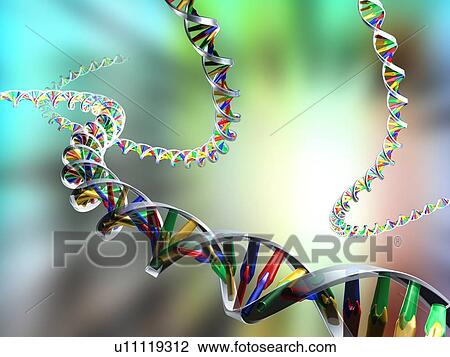 DNA molecules, computer artwork View Large Photo Image Stock Image - DNA molecules, computer artwork. Fotosearch