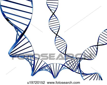 DNA molecules, computer artwork View Large Photo Image Stock Image - DNA molecules, computer artwork. Fotosearch