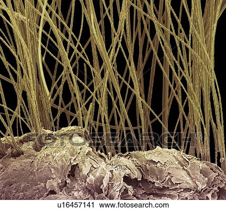 Dog hair, SEM View Large Photo Image Stock Image - Dog hair, SEM. Fotosearch