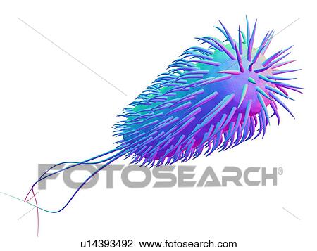 Stock Image - E. coli bacterium, computer artwork. Fotosearch