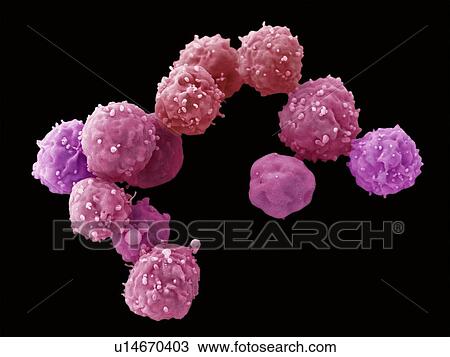 Embryonic stem cells, SEM View Large Photo Image Stock Image - Embryonic stem cells, SEM. Fotosearch