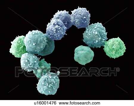 Stock Photograph - Embryonic stem cells, SEM. Fotosearch