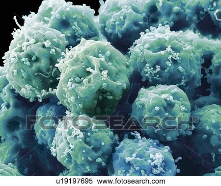 Stock Photography - Embryonic stem cells, SEM. Fotosearch