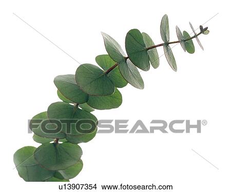 Eucalytpus leaves View Large Photo Image Picture - Eucalytpus leaves. Fotosearch