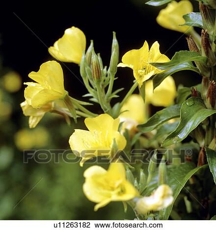 Evening primroses (Oenothera sp. ) View Large Photo Image Stock Image - Evening primroses (Oenothera sp. ). Fotosearch