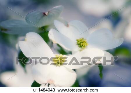 Stock Image - Flowering dogwood (Cornus florida). Fotosearch