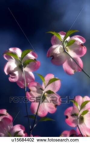 Flowering dogwood (Cornus florida) View Large Photo Image Stock Image - Flowering dogwood (Cornus florida). Fotosearch
