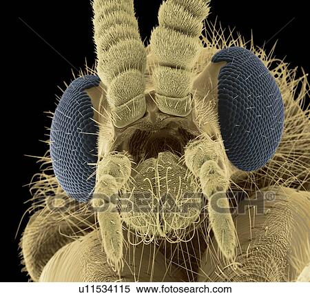 Stock Photography - Fly head, SEM. Fotosearch