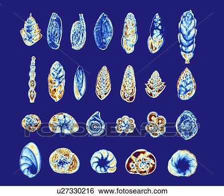 Stock Photograph - Foraminiferans, light micrograp. Fotosearch