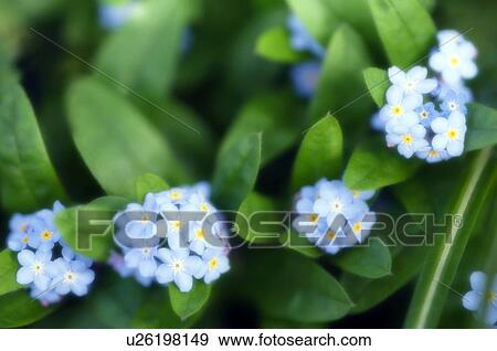 Stock Photo - Forget-me-not (Myosotis arvensis). Fotosearch