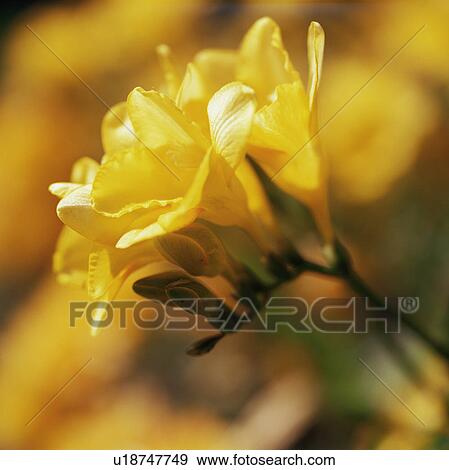 Stock Photo - Freesia flowers (Freesia sp. ). Fotosearch