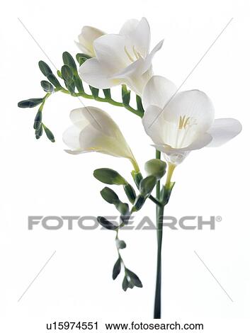 Freesia (Freesia sp) View Large Photo Image Stock Image - Freesia (Freesia sp). Fotosearch