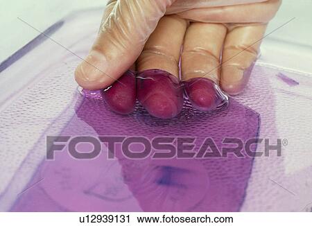 Stock Image - Gel used in DNA analysis. Fotosearch