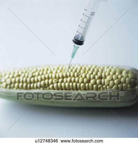 Genetically engineered maize View Large Photo Image Stock Photograph - Genetically engineered maize. Fotosearch