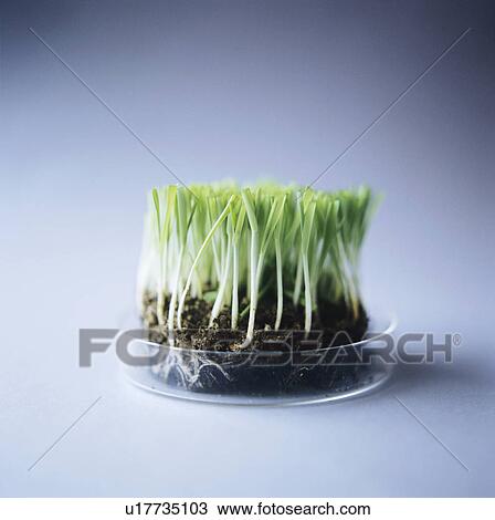 Stock Image - Genetically modified grass. Fotosearch