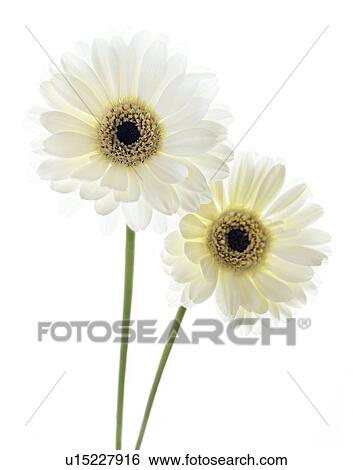 Stock Photograph - Gerbera flowers (Gerbera sp. ). Fotosearch