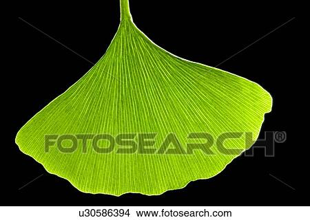 Ginkgo leaf, computer artwork View Large Photo Image Picture - Ginkgo leaf, computer artwork. Fotosearch