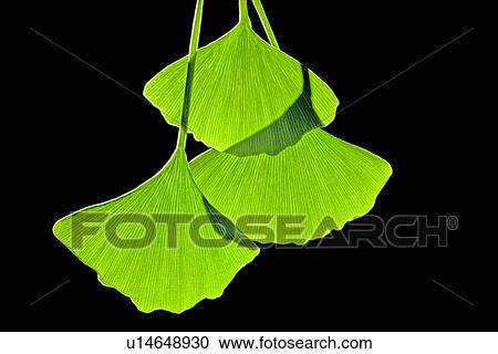 Stock Image - Ginkgo leaves, computer artwork. Fotosearch