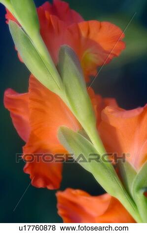 Stock Photo - Gladiolus (Gladiolus sp. ). Fotosearch