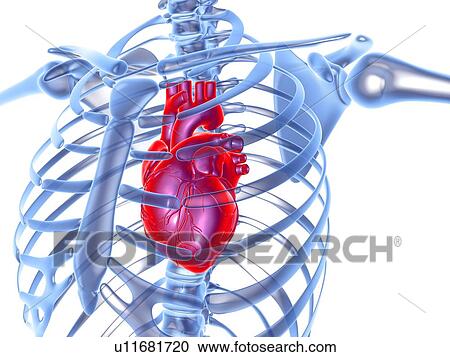 Heart, computer artwork View Large Photo Image Stock Image - Heart, computer artwork. Fotosearch