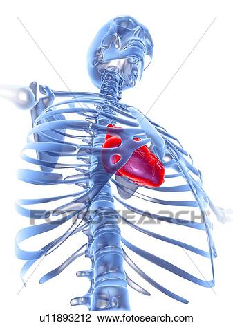 Stock Image - Heart, computer artwork. Fotosearch