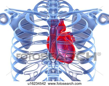 Stock Image - Heart, computer artwork. Fotosearch