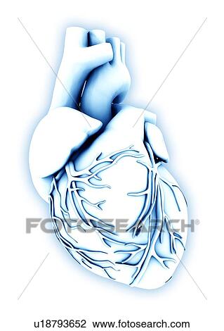 Stock Image - Heart, computer artwork. Fotosearch