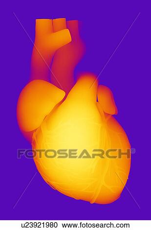 Stock Image - Heart, computer artwork. Fotosearch
