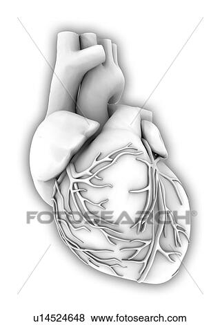 Heart, computer artwork View Large Photo Image Stock Photo - Heart, computer artwork. Fotosearch