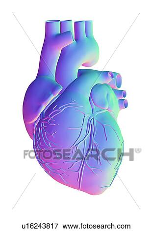 Stock Photo - Heart, computer artwork. Fotosearch