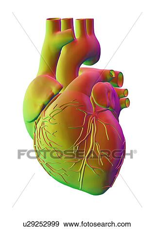Stock Photo - Heart, computer artwork. Fotosearch