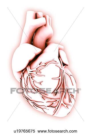 Heart, computer artwork View Large Photo Image Stock Photography - Heart, computer artwork. Fotosearch
