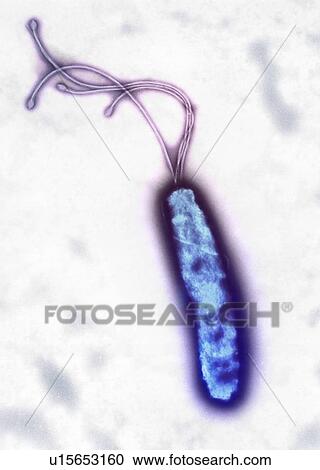 Stock Image - Helicobacter pylori bacterium, TEM. Fotosearch