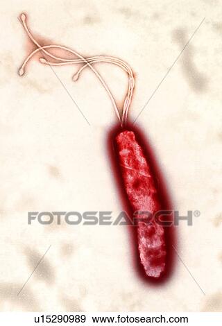 Stock Photo - Helicobacter pylori bacterium, TEM. Fotosearch