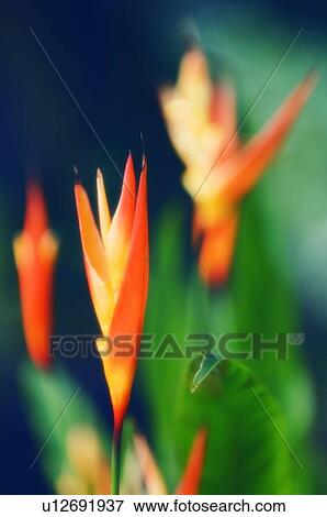 Stock Photo - Heliconia densiflora 'Fire Flash'. Fotosearch
