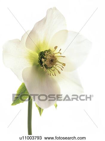 Stock Image - Hellebore flower (Helleborus sp. ). Fotosearch