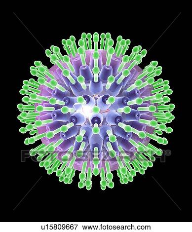 Herpes virus particle, artwork View Large Photo Image Stock Photo - Herpes virus particle, artwork. Fotosearch