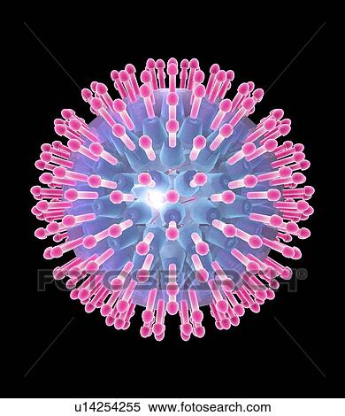 Stock Photography - Herpes virus particle, artwork. Fotosearch