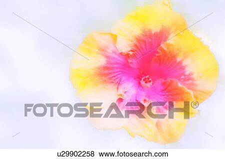 Hibiscus (Hibiscus sp. ) View Large Photo Image Stock Photo - Hibiscus (Hibiscus sp. ). Fotosearch