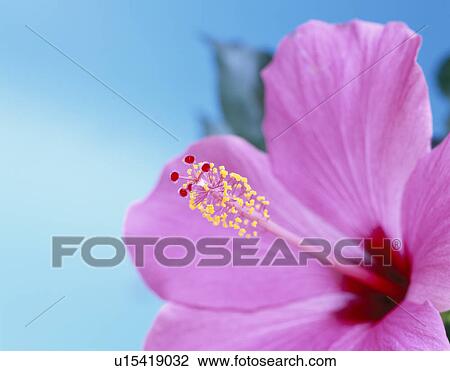 Hibiscus View Large Photo Image Stock Image - Hibiscus. Fotosearch